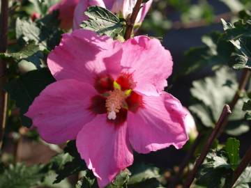 Fotografia da espécie Hibiscus syriacus