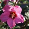 Fotografia 8 da espécie Hibiscus syriacus do Jardim Botânico UTAD