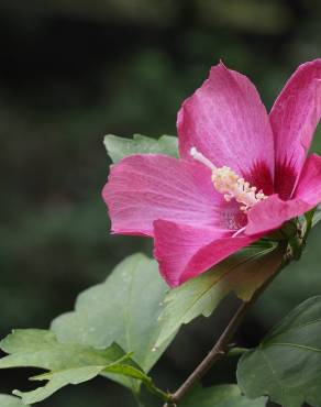 Fotografia 9 da espécie Hibiscus syriacus no Jardim Botânico UTAD