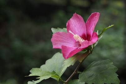 Fotografia da espécie Hibiscus syriacus