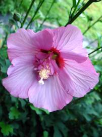 Fotografia da espécie Hibiscus syriacus