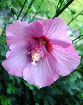 Fotografia 10 da espécie Hibiscus syriacus no Jardim Botânico UTAD