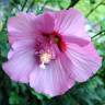 Fotografia 10 da espécie Hibiscus syriacus do Jardim Botânico UTAD