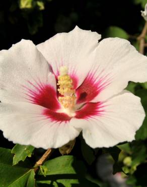 Fotografia 11 da espécie Hibiscus syriacus no Jardim Botânico UTAD