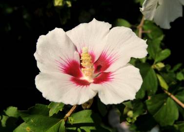 Fotografia da espécie Hibiscus syriacus