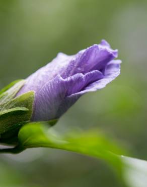 Fotografia 12 da espécie Hibiscus syriacus no Jardim Botânico UTAD