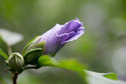 Fotografia da espécie Hibiscus syriacus