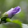 Fotografia 12 da espécie Hibiscus syriacus do Jardim Botânico UTAD