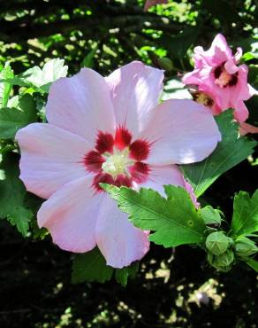 Fotografia 13 da espécie Hibiscus syriacus no Jardim Botânico UTAD