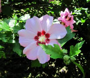 Fotografia da espécie Hibiscus syriacus