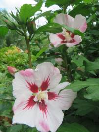 Fotografia da espécie Hibiscus syriacus