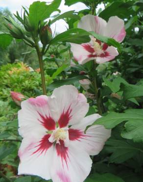 Fotografia 14 da espécie Hibiscus syriacus no Jardim Botânico UTAD