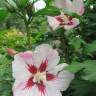 Fotografia 14 da espécie Hibiscus syriacus do Jardim Botânico UTAD