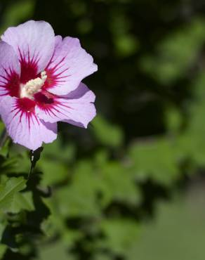 Fotografia 15 da espécie Hibiscus syriacus no Jardim Botânico UTAD