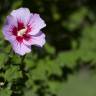 Fotografia 15 da espécie Hibiscus syriacus do Jardim Botânico UTAD