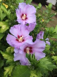 Fotografia da espécie Hibiscus syriacus