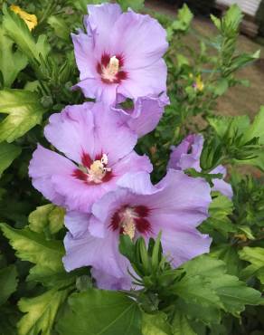 Fotografia 16 da espécie Hibiscus syriacus no Jardim Botânico UTAD