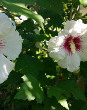 Fotografia 17 da espécie Hibiscus syriacus no Jardim Botânico UTAD