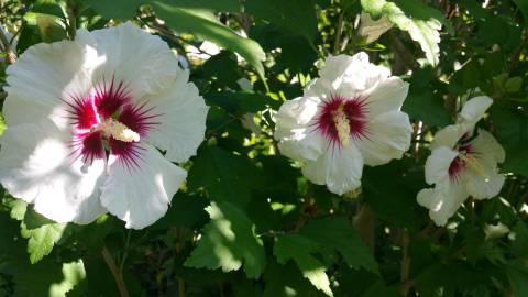 Fotografia da espécie Hibiscus syriacus