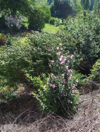 Fotografia da espécie Hibiscus syriacus