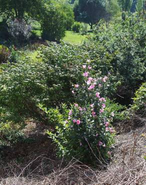 Fotografia 18 da espécie Hibiscus syriacus no Jardim Botânico UTAD