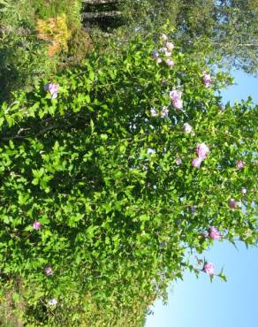 Fotografia 19 da espécie Hibiscus syriacus no Jardim Botânico UTAD