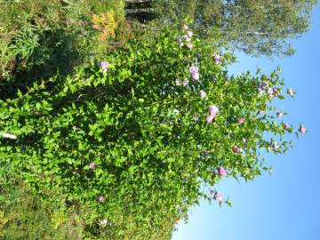 Fotografia da espécie Hibiscus syriacus