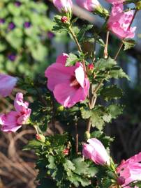 Fotografia da espécie Hibiscus syriacus