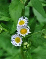 Erigeron annuus subesp. annuus