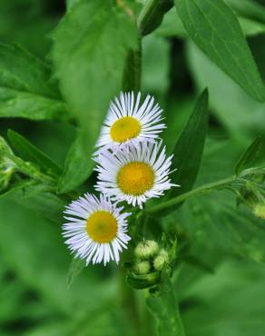 Fotografia 1 da espécie Erigeron annuus subesp. annuus no Jardim Botânico UTAD