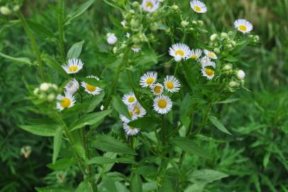 Fotografia da espécie Erigeron annuus subesp. annuus