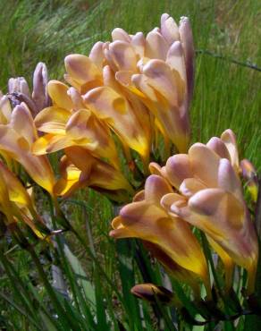 Fotografia 12 da espécie Freesia refracta no Jardim Botânico UTAD