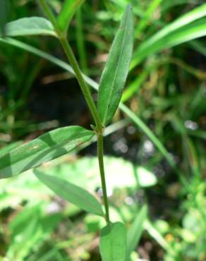 Fotografia 8 da espécie Epilobium palustre no Jardim Botânico UTAD