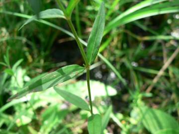 Fotografia da espécie Epilobium palustre