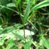 Fotografia 8 da espécie Epilobium palustre do Jardim Botânico UTAD