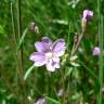 Fotografia 9 da espécie Epilobium palustre do Jardim Botânico UTAD