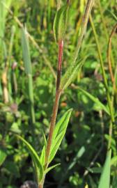 Fotografia da espécie Epilobium palustre