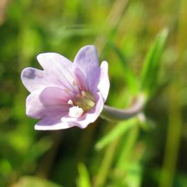 Fotografia da espécie Epilobium palustre