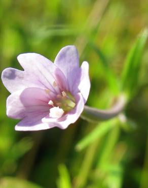 Fotografia 11 da espécie Epilobium palustre no Jardim Botânico UTAD