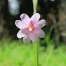 Fotografia 12 da espécie Epilobium palustre do Jardim Botânico UTAD