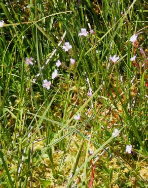 Fotografia 14 da espécie Epilobium palustre no Jardim Botânico UTAD