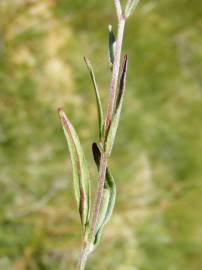 Fotografia da espécie Epilobium palustre