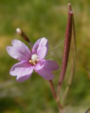 Fotografia da espécie Epilobium palustre