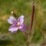 Fotografia 1 da espécie Epilobium palustre do Jardim Botânico UTAD