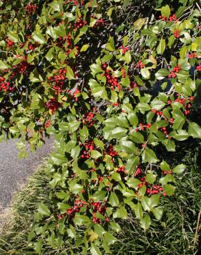 Fotografia 4 da espécie Ilex opaca no Jardim Botânico UTAD