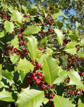 Fotografia 1 da espécie Ilex opaca no Jardim Botânico UTAD