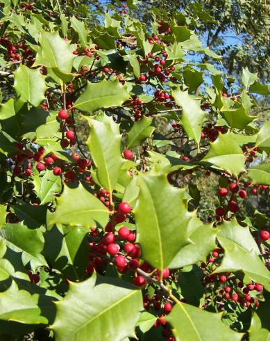 Fotografia de capa Ilex opaca - do Jardim Botânico