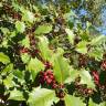 Fotografia 1 da espécie Ilex opaca do Jardim Botânico UTAD