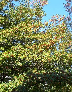 Fotografia 8 da espécie Ilex opaca no Jardim Botânico UTAD