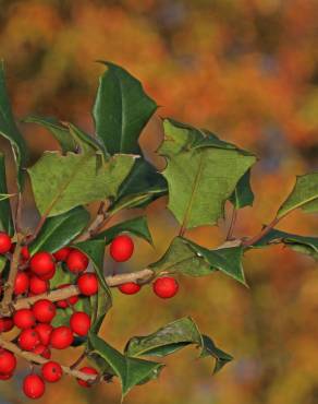 Fotografia 9 da espécie Ilex opaca no Jardim Botânico UTAD